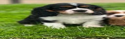 Cavalier King Charles Spaniel dogs for sale: Beautiful cavalier King Charles puppies  - Advert 3