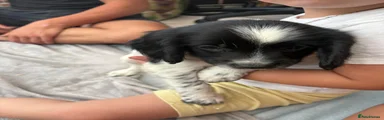 English Springer Spaniel 6