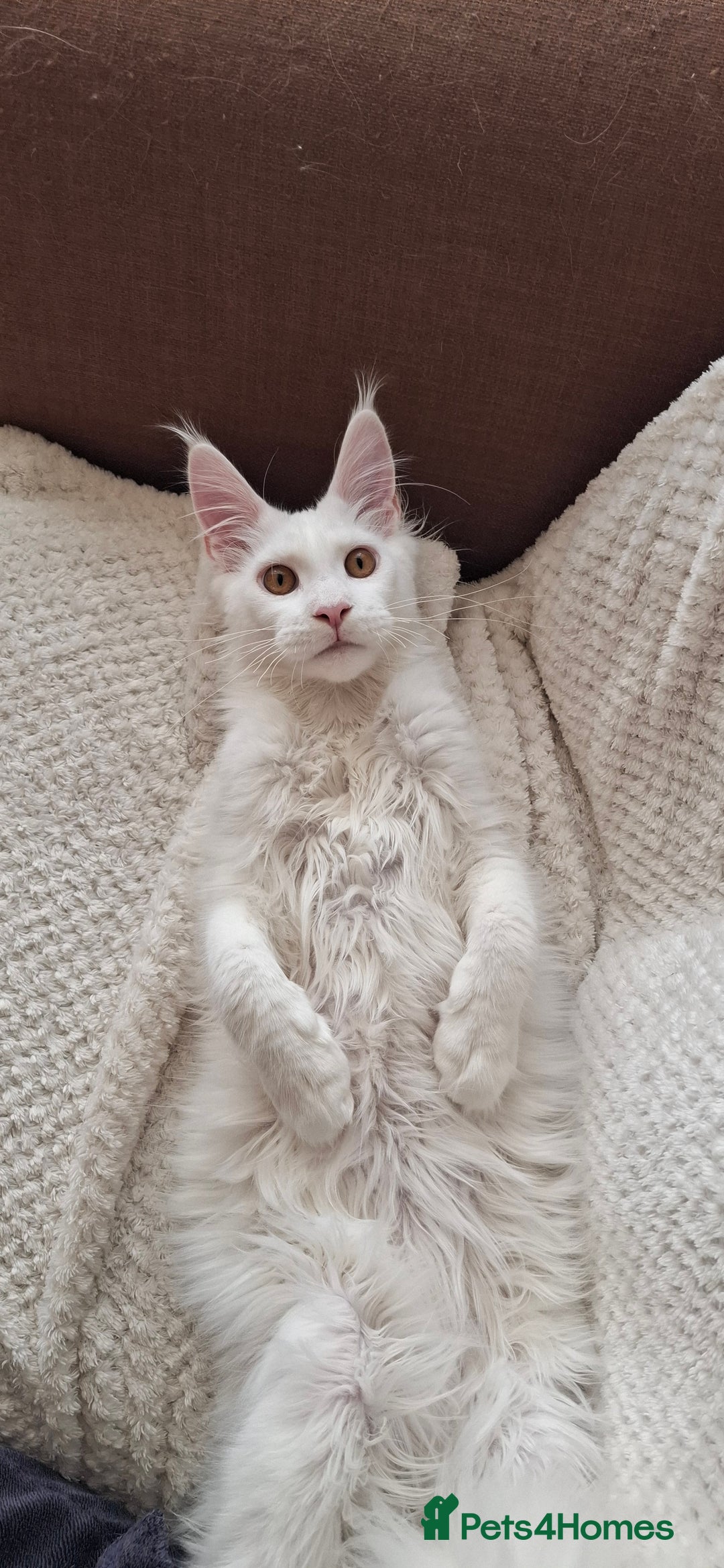 Maine Coon cats for sale: GCCF Maine Coon kitten boy - Advert 9