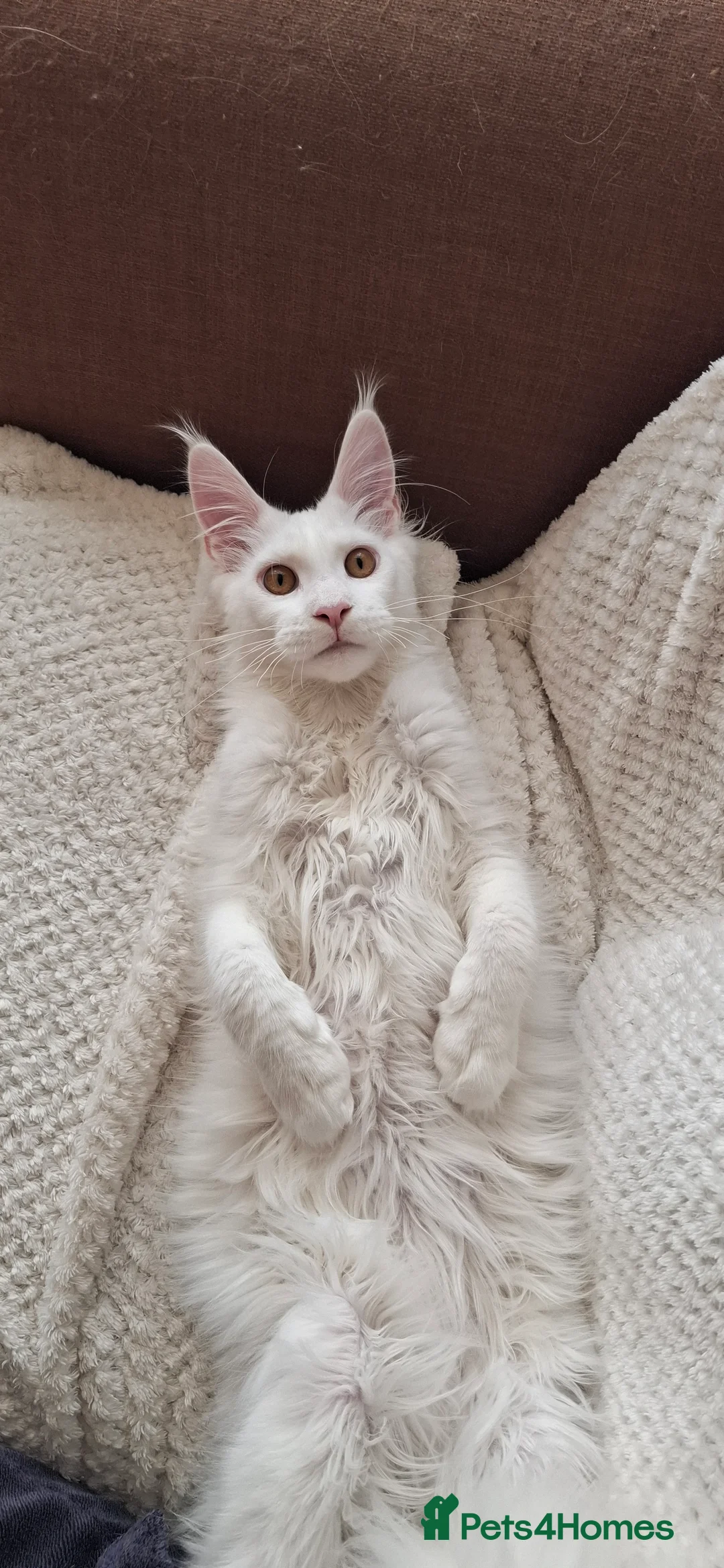 Maine Coon cats for sale: GCCF Maine Coon kitten boy - Advert 9