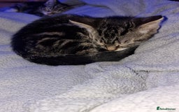 Mixed Breed cats for sale: Kitten for sale. A beautiful girl! - Advert 32