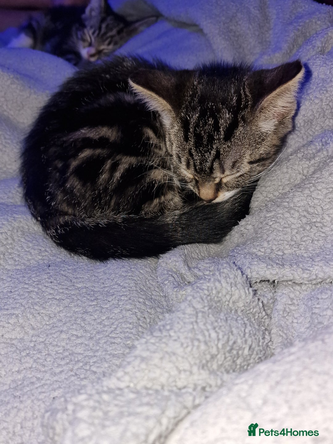 Mixed Breed cats for sale: Kitten for sale. A beautiful girl! - Advert 32