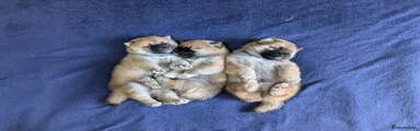 Japanese Shiba Inu 3
