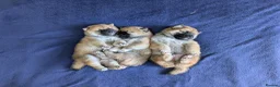 Japanese Shiba Inu dogs for sale: Lovely Shiba Inu Puppies, Ready for home late Aug in Corby - Advert 4