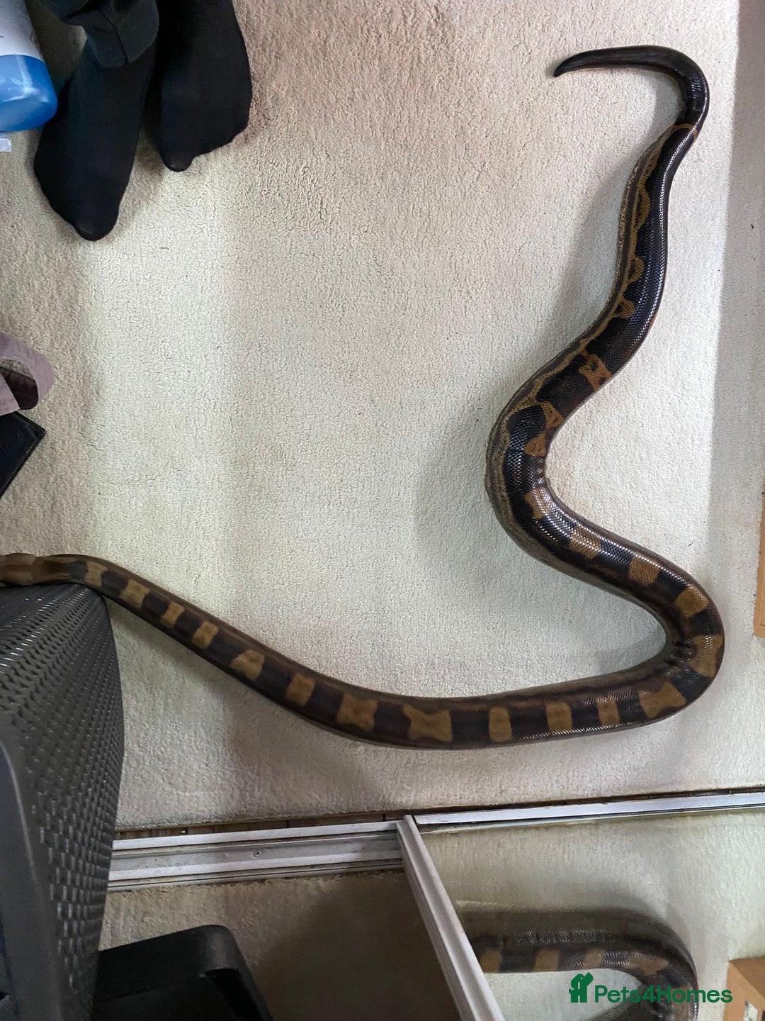 Boa Snake reptiles for sale: Pair of Boa Constrictor Snakes - Advert 6