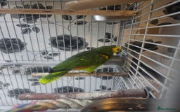 Parrots birds for sale: Blue fronted amazon female - Advert 4