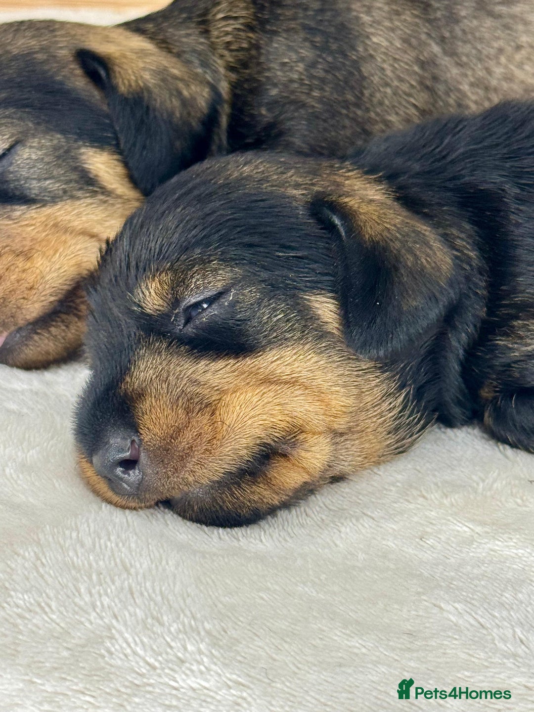 Miniature Dachshund dogs for sale: KC reg mini wires PRA LAFORA clear  - Advert 2