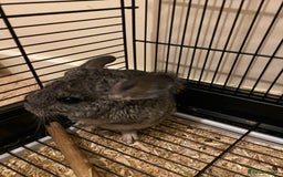 Chinchilla rodents for sale: Gorgeous and very cute and cuddly Chinchillas - Image 3