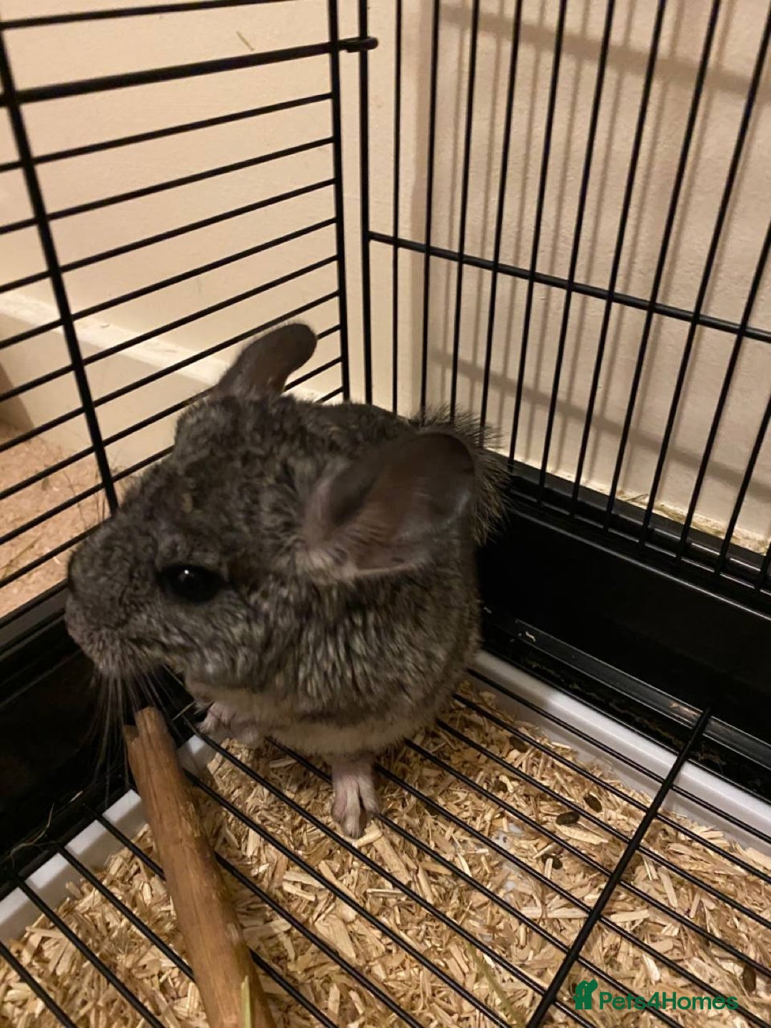 Chinchilla rodents for sale: Gorgeous and very cute and cuddly Chinchillas - Image 3