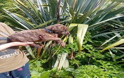 Lurcher dogs for sale:  READY NOW. Adorable lurcher puppy's  - Image 2