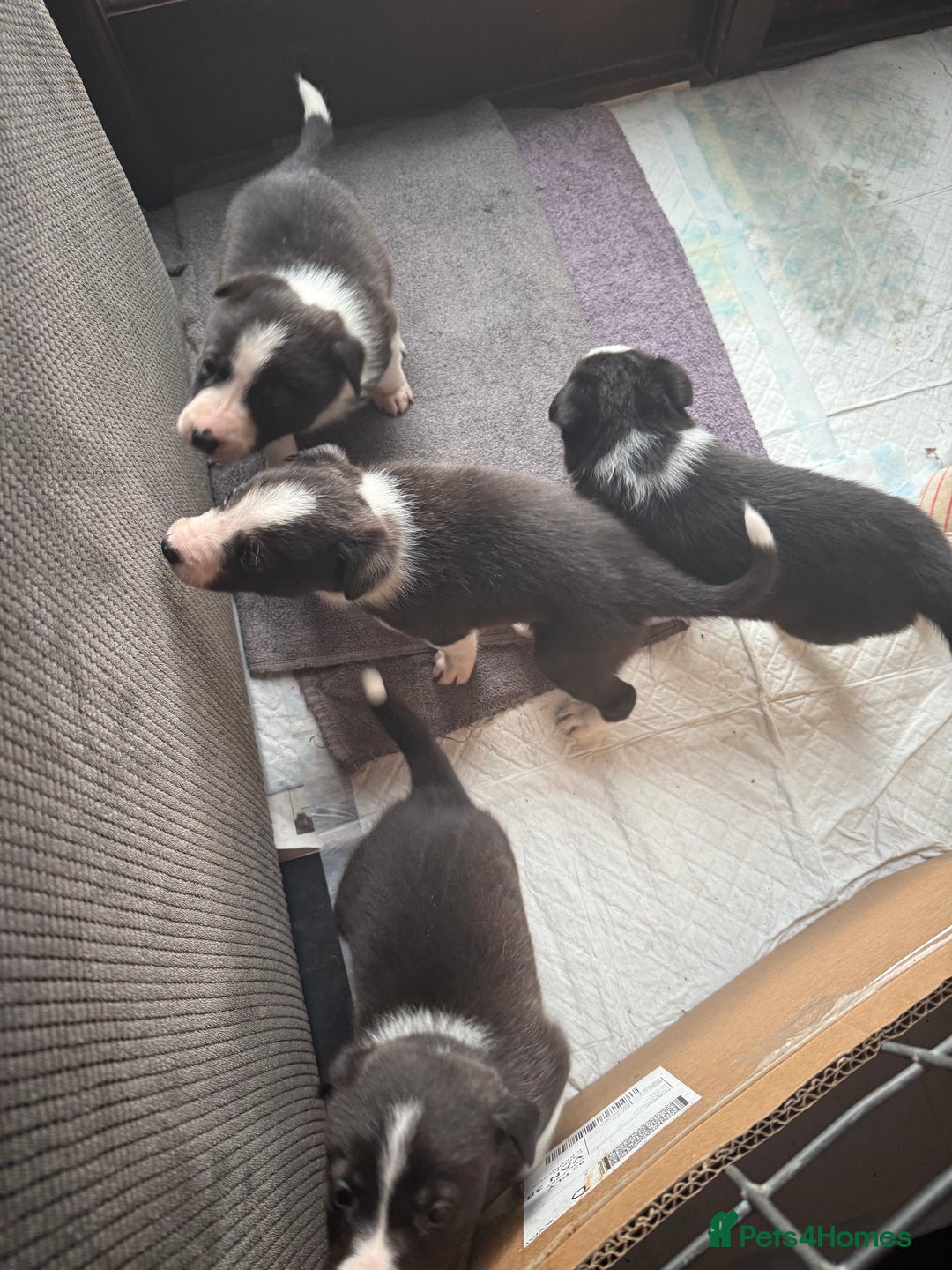 Border Collie dogs for sale: Border collie pups  - Image 6