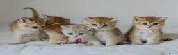 British Shorthair cats for sale: Golden Blue and Golden BSH kittens - Advert 7