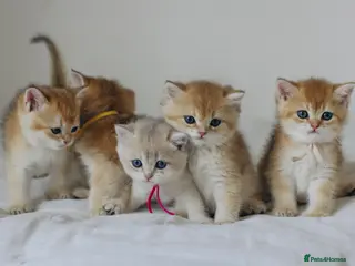 British Shorthair cats Golden Blue and Golden BSH kittens - Advert 4