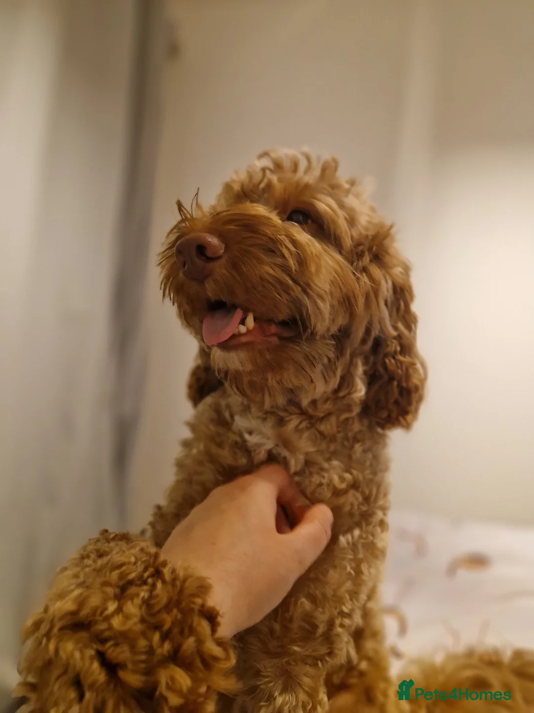 Cockapoo dogs for stud: *PROVEN* DNA TESTED F/F Gene Red Cockapoo Stud in Coventry - Advert 4