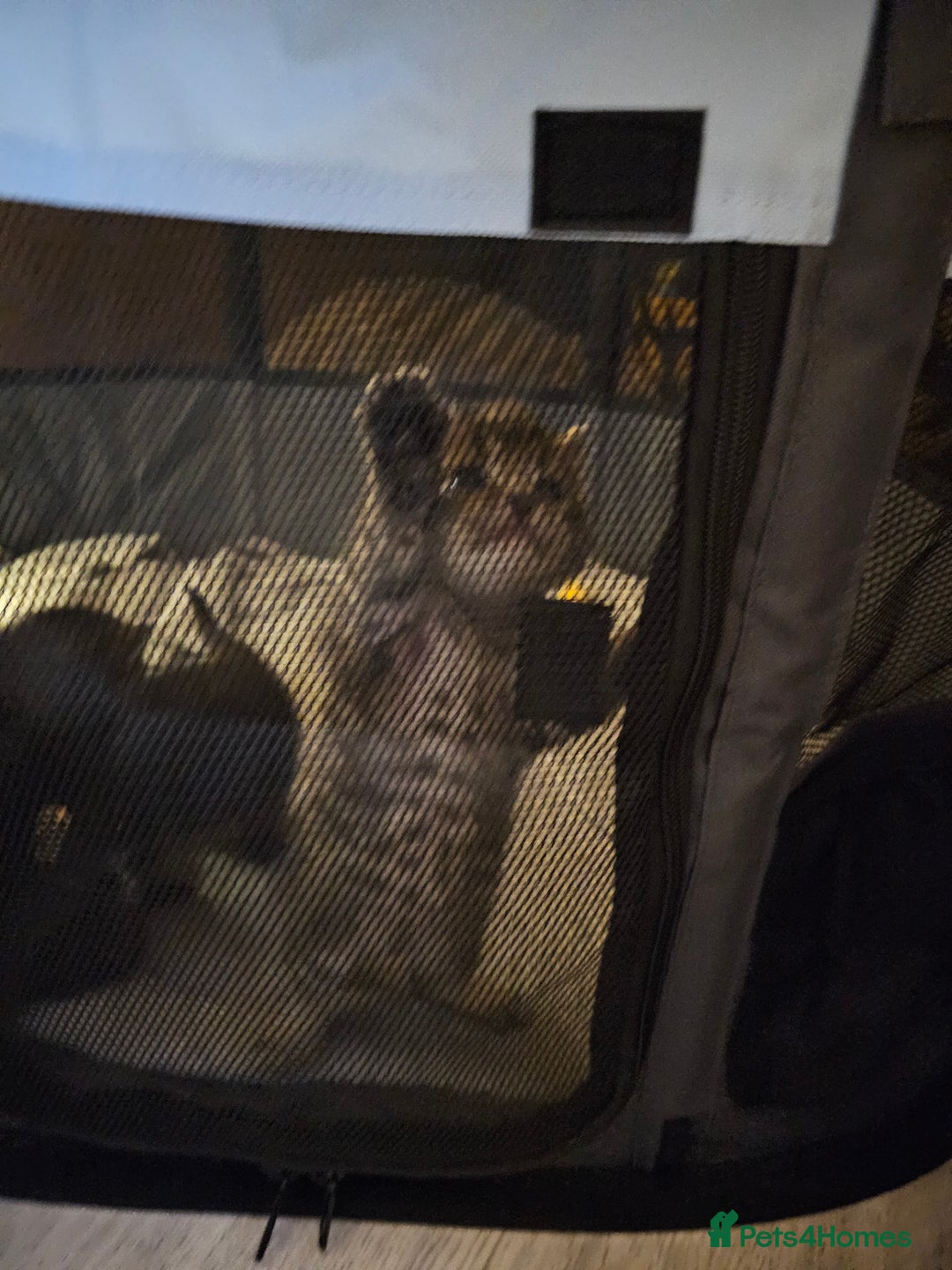 Persian cats for sale: Tabby female with full set up ready to go. - Image 23