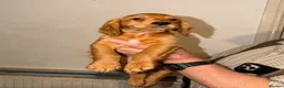 Cocker Spaniel dogs for sale: Working cocker spaniel puppies ready now - Advert 3