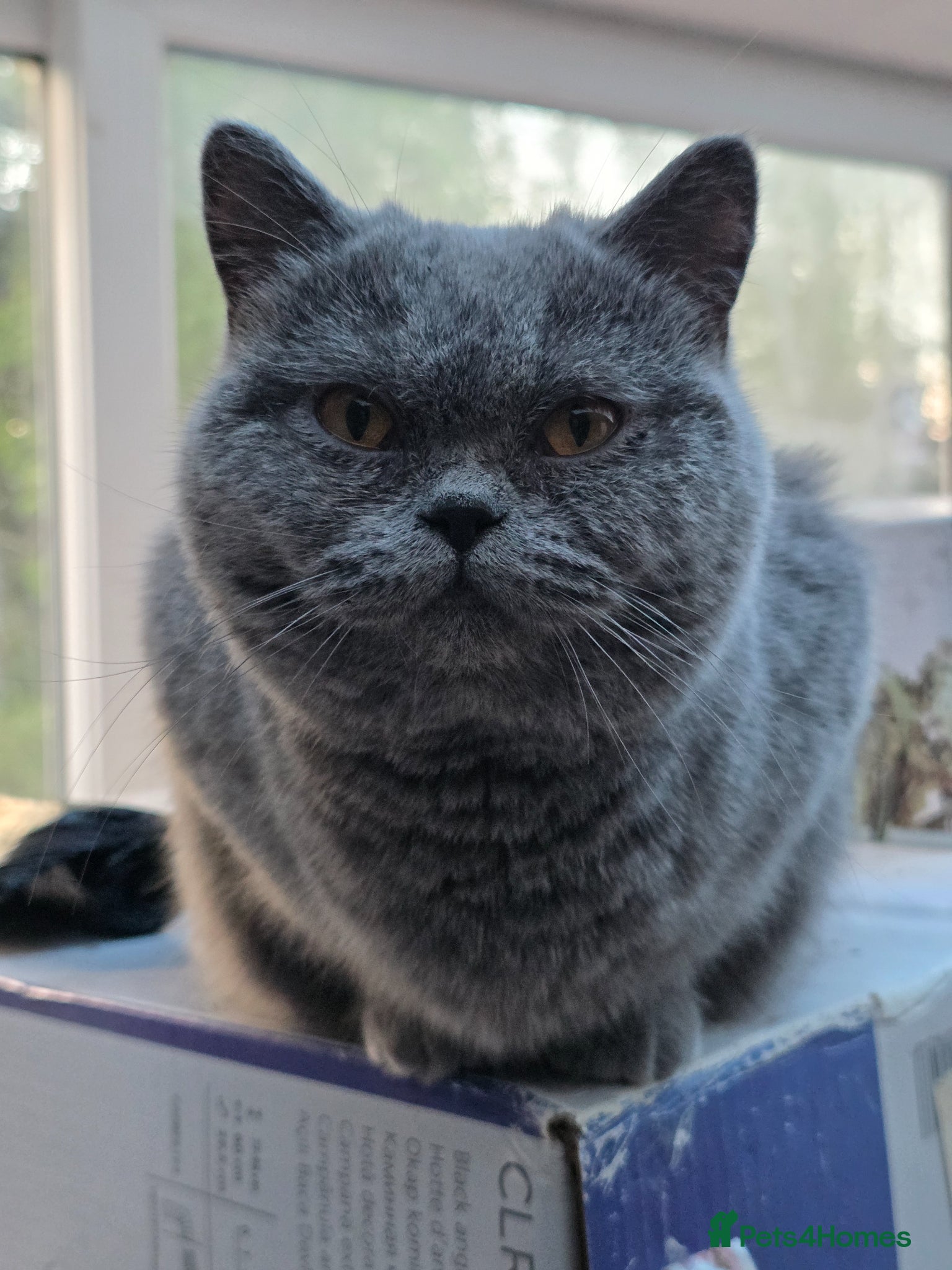 British Shorthair cats for sale: Adult British short hair blue female 2 years old  - Advert 1