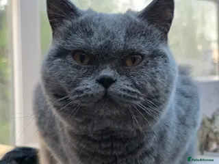 British Shorthair cats Adult British short hair blue female 2 years old - Advert 7