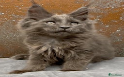 Maine Coon cats for sale: Championship bloodline GCCF Maine Coon kittens - Image 4