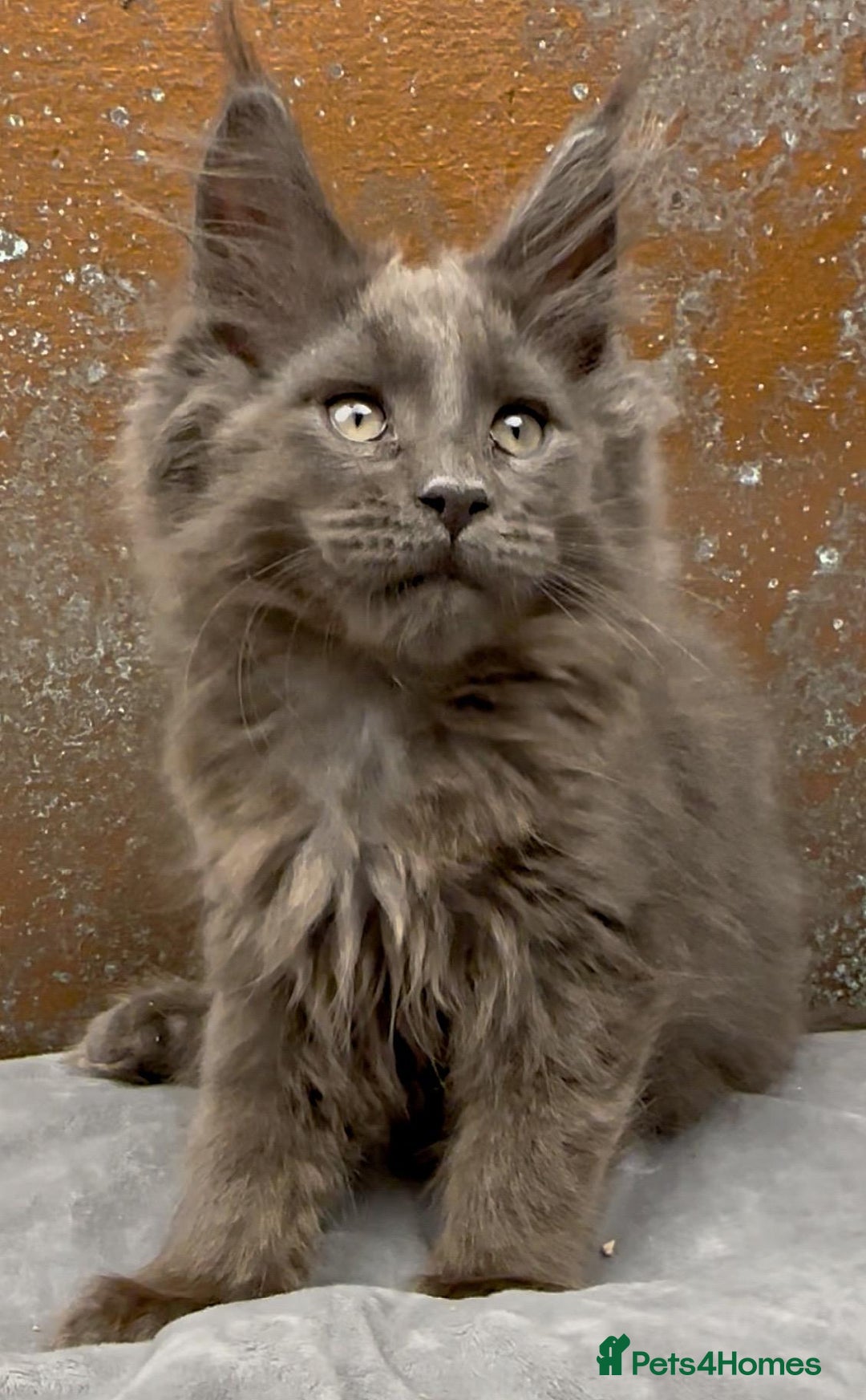 Maine Coon cats for sale: Championship bloodline GCCF Maine Coon kittens - Image 4