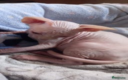 Sphynx cats for sale: 5 Adorable Sphynx Kittens for sale! - Image 16