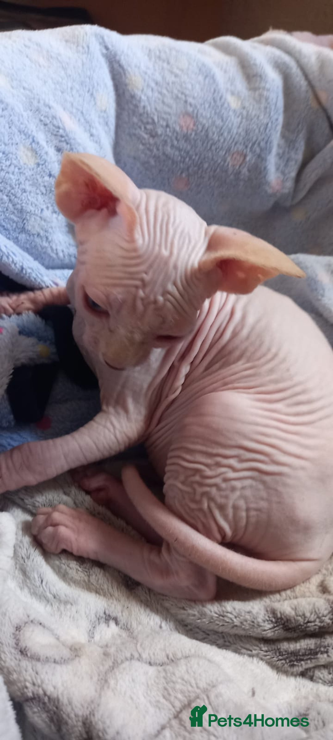 Sphynx cats for sale: 5 Adorable Sphynx Kittens for sale! - Image 16