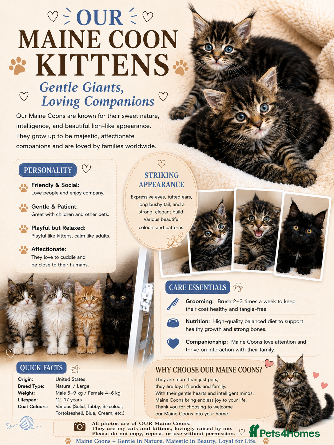 Maine Coon cats LOVELY Maine coon black classic tabby XL  - Advert 6