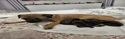 Border Terrier dogs for sale: BORDER TERRIER. - Advert 4