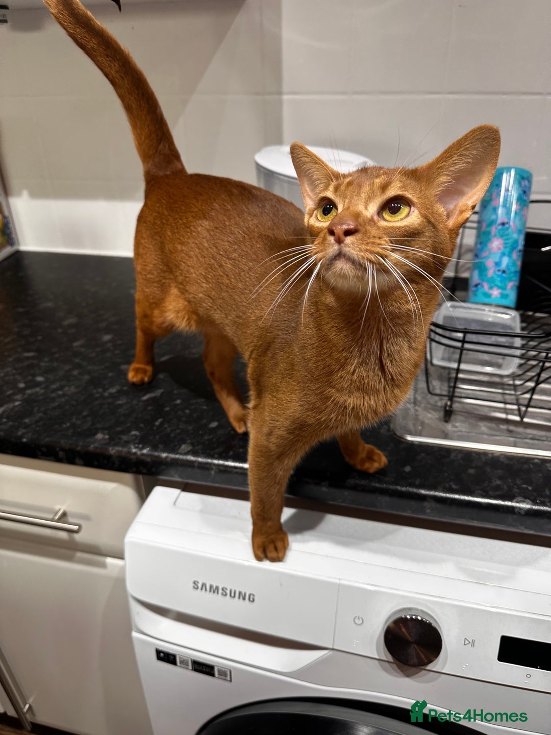 Abyssinian cats for sale: 🥰Active TICA registered Abyssinian male 🐈‍⬛  - Advert 6