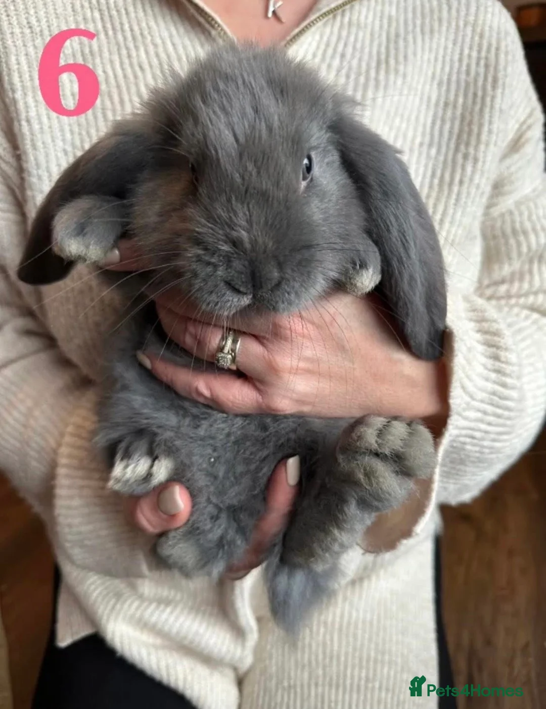 French Lop rabbits for sale: Gorgeous French Lop babies ❤️ - Advert 6