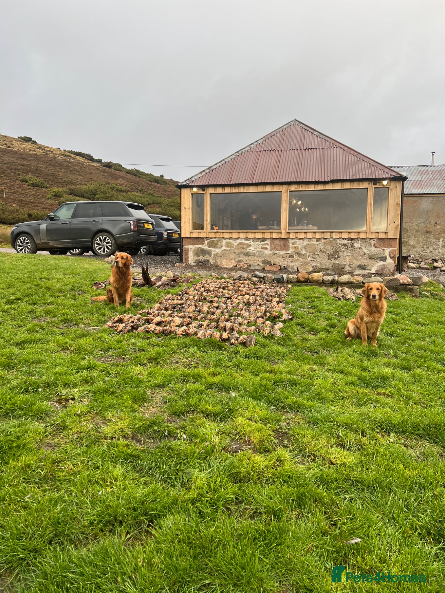 Golden Retriever dogs for sale: Tundra Retriever KC Fox Red Golden Retriever Pups - Advert 16