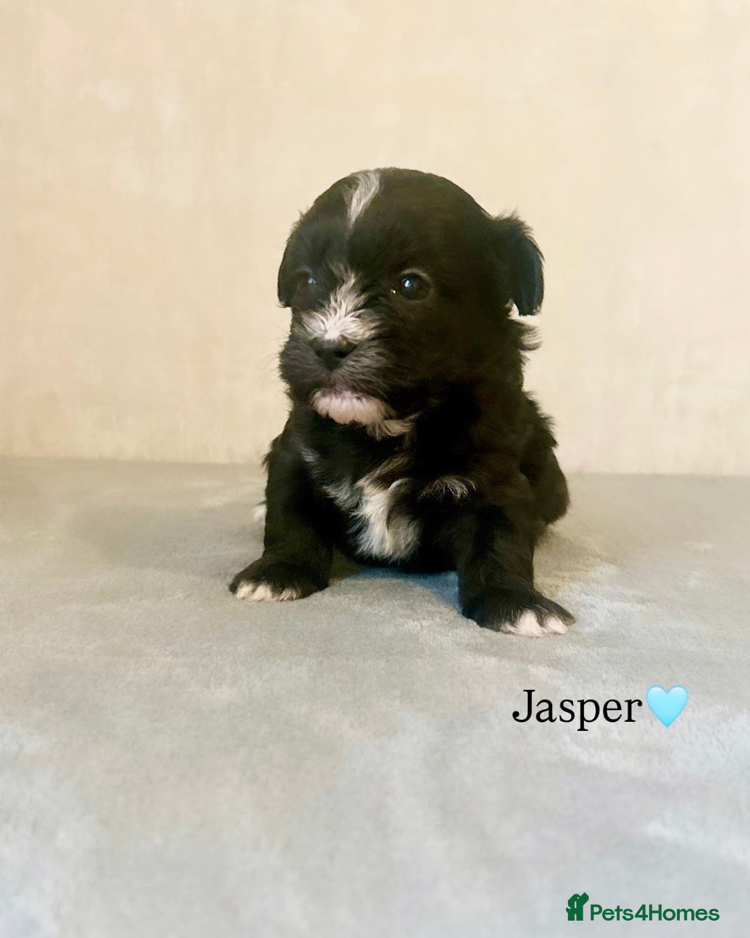 Shihpoo dogs for sale: Gorgeous Shihpoos for sale  - Advert 10