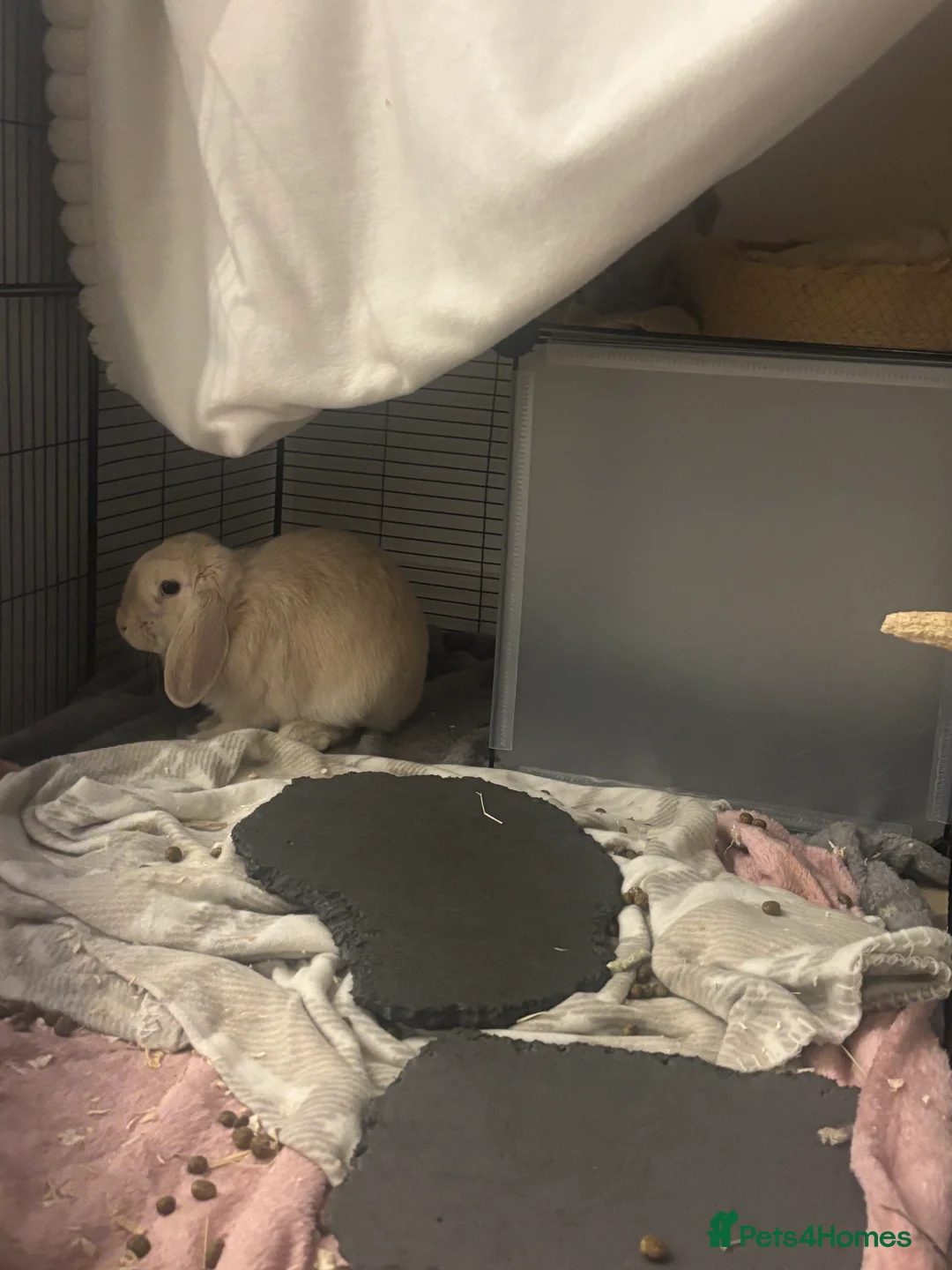 English Lop rabbits for sale: English lop female rabbit - Advert 3