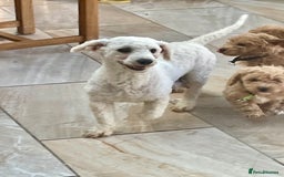 Poochon dogs for sale: Poochon girl and boys💥 - Image 3