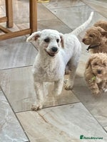 Poochon dogs - Advert 2