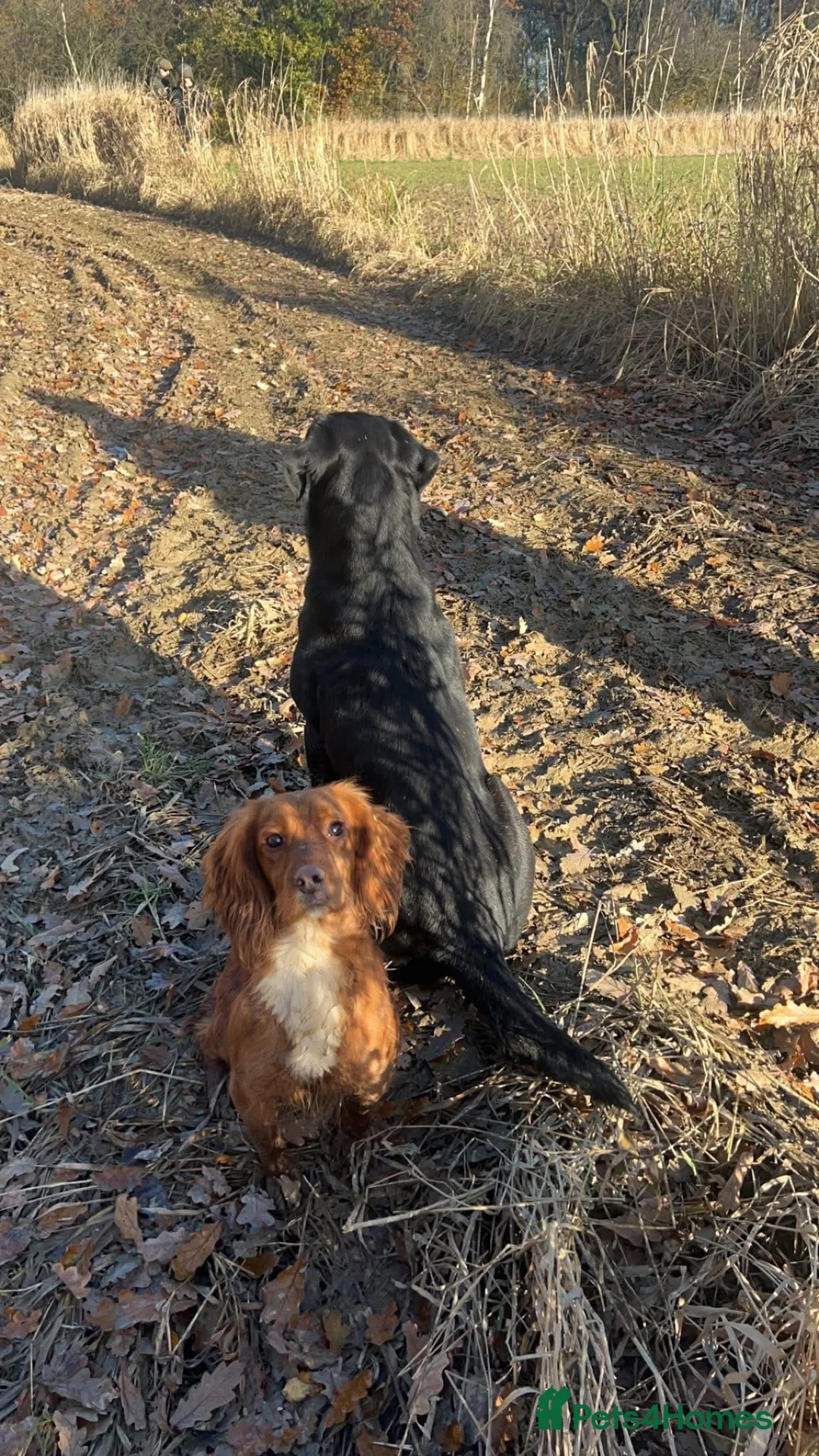 Cocker Spaniel dogs for sale: Kc registered cocker spaniels - Advert 11