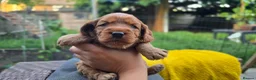 Cockapoo dogs for sale: Cockapoo Puppy Girl Ready Next Week Health Test  - Advert 6