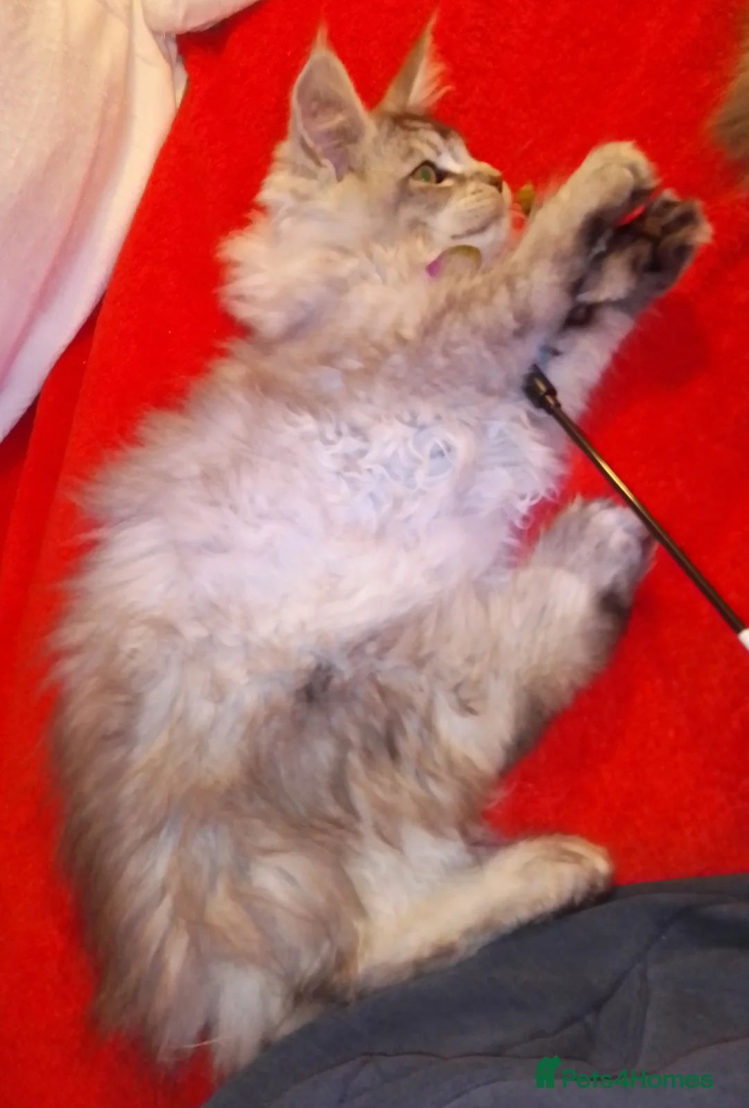 Maine Coon cats for sale: POLYDACTYL large TICA boy - collect S.WALES/SURREY - Advert 13