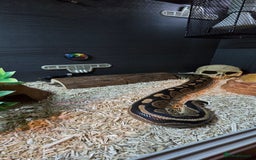 Python Snake reptiles for sale: Male ball python - Image 4