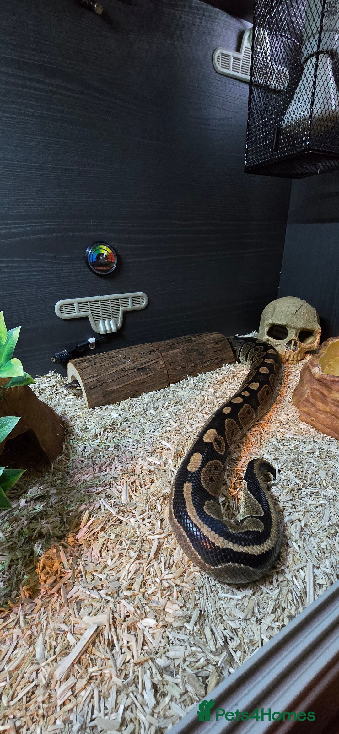 Python Snake reptiles for sale: Male ball python - Image 4