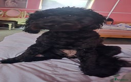 Cockapoo dogs for sale: Molly F1 cockapoo 💝 - Advert 8