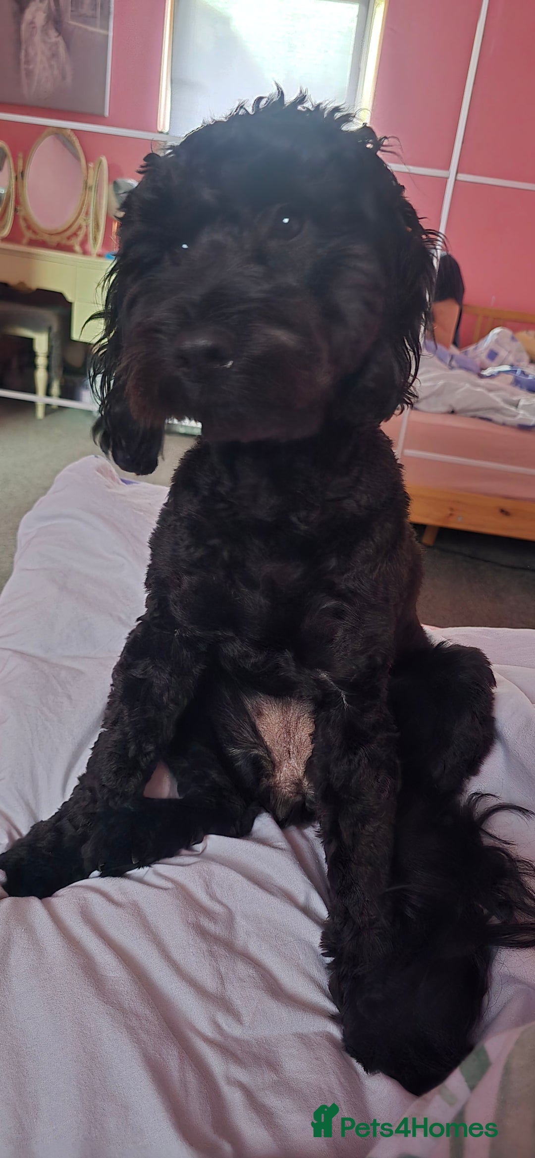 Cockapoo dogs for sale: Molly F1 cockapoo 💝 - Advert 8
