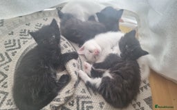 Mixed Breed cats for sale: Kittens for sale - Image 1