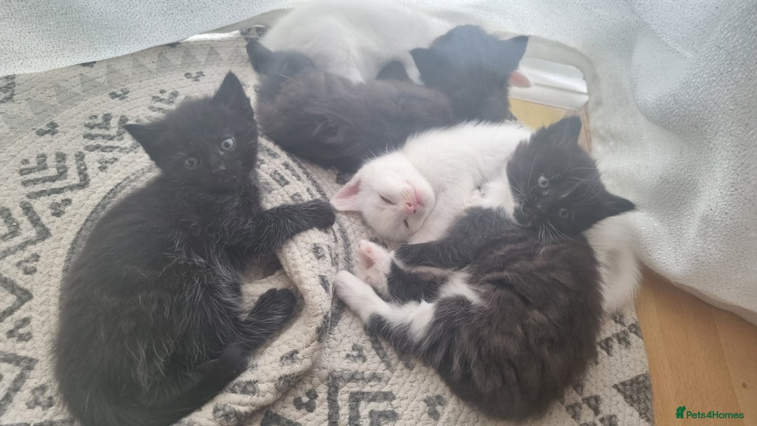 Mixed Breed cats for sale: Kittens for sale - Image 1