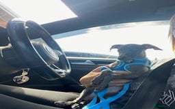Italian Greyhound dogs for sale: Last blue boy kc reg ready now fully vaccinated  - Image 20