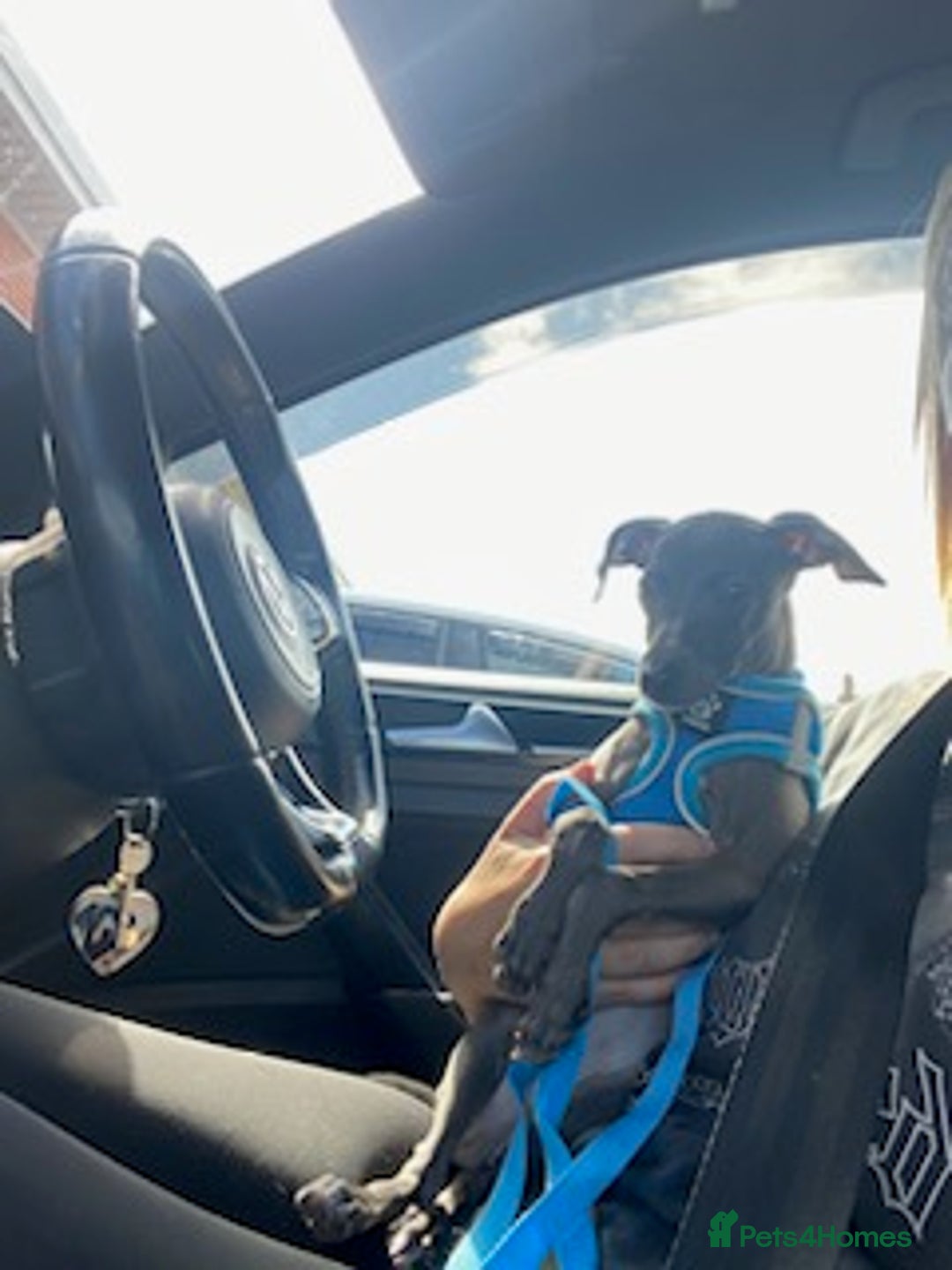 Italian Greyhound dogs for sale: Last blue boy kc reg ready now fully vaccinated  - Image 20