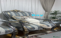 Ragdoll cats for sale: Pure Ragdoll Cats (DESCRIPTION)  - Image 2