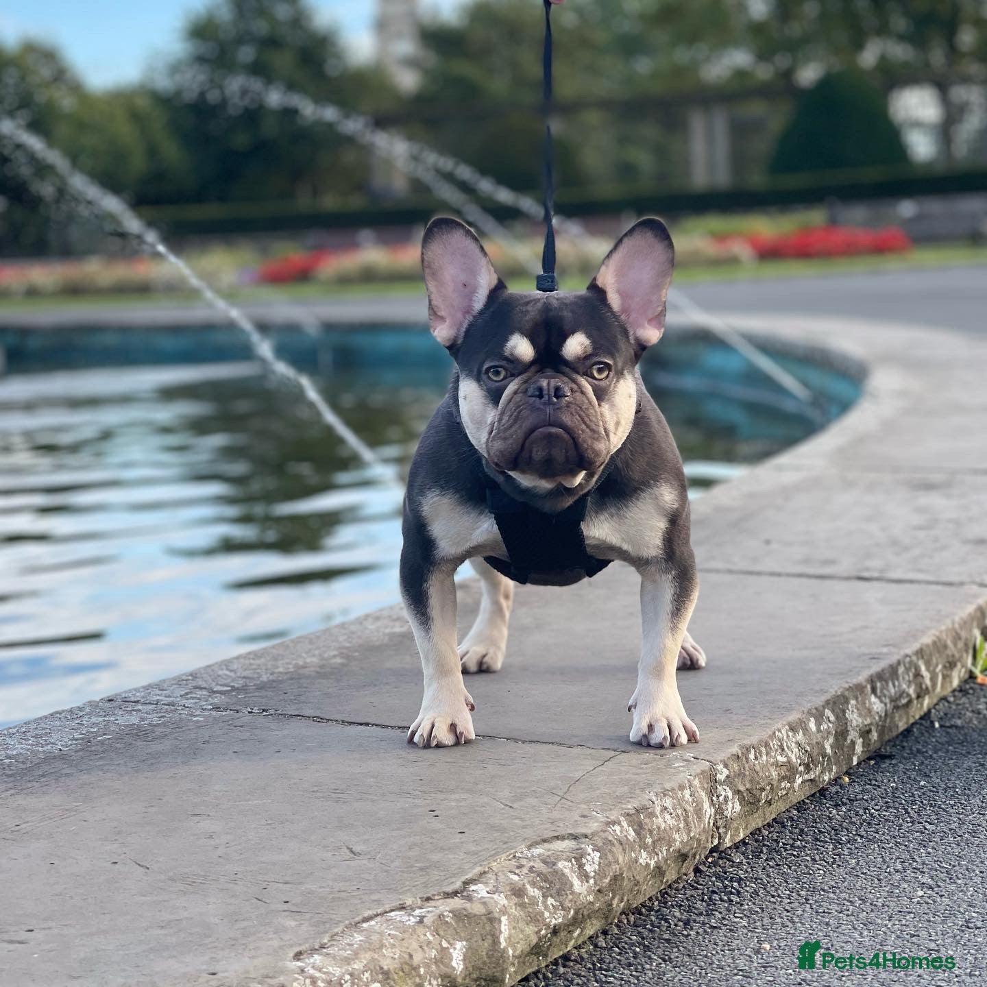 French Bulldog dogs French Bulldog for stud - Advert 21