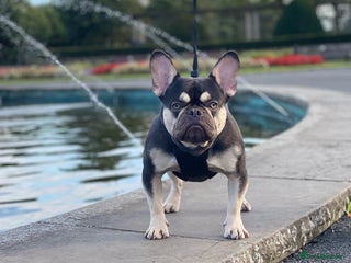 French Bulldog dogs - Advert 13