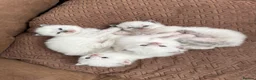 Ragdoll cats for sale: Ragdoll kittens for sale Fleet in Fleet - Advert 4